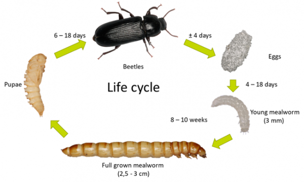 activiteit-4-de-meelworm-instem